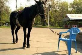 learned helplessness